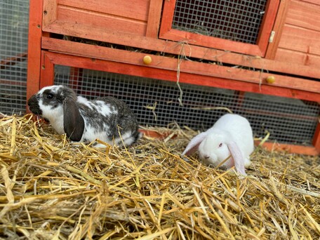 Kaninchen-Tiergschuetzte-Paedagogik